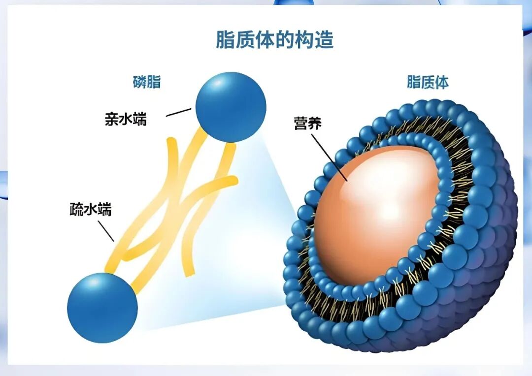 脂质体的构造